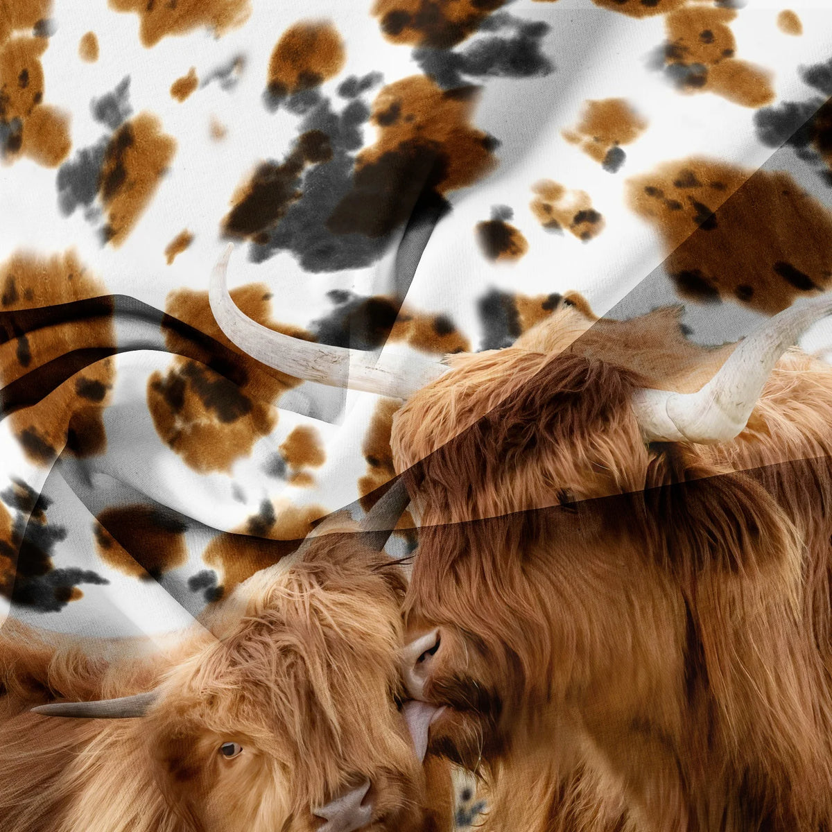 A close-up of two Highland cows with brown and black spotted fur against a white background.