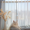 A fluffy white cat is relaxing on a gray sofa in front of sheer white tulle window curtains.