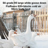 A group of white geese standing in a snowy outdoor setting.
