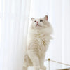 A fluffy white cat looking up through sheer white curtains.