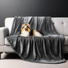 A fluffy dog is lying on a gray flannel blanket draped over a light-colored sofa.