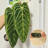 Green artificial leaf design hand towel hanging on a wall